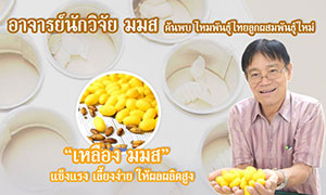 อาจารย์นักวิจัย ม.มหาสารคาม ค้นพบ ไหมพันธุ์ไทยลูกผสมพันธุ์ใหม่“เหลือง มมส” แข็งแรง เลี้ยงง่าย ให้ผลผลิตสูง
