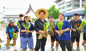 ราชมงคลสุวรรณภูมิ สืบสานวิถีปลูกข้าวลงแขกดำนา