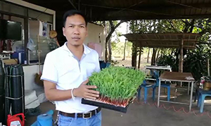 นักวิชาการเกษตร ม.นครพนม แนะเกษตรกร “เพาะต้นอ่อนข้าวโพดเลี้ยงสัตว์” ลดต้นทุน ลดปริมาณการใช้น้ำหน้าแล้ง
