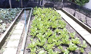 ก.แรงงาน โดยกรมพัฒนาฝีมือแรงงาน แพ็คทีมลงพื้นที่ชุมชนเขตกทม. เตรียมฝึกทักษะอาชีพ ประเดิมปลูกผักไฮโดรโปนิกส์ปลอดสารพิษ ปตท.ร่วมเป็นศูนย์จำหน่ายผลิตภัณฑ์