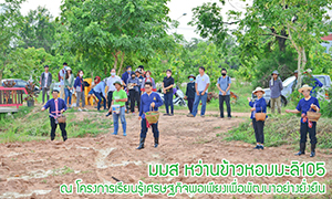 ม.มหาสารคาม หว่านเมล็ดพันธุ์ข้าวหอมมะลิ105 ในแปลงสาธิตพื้นที่ 4.5 ไร่