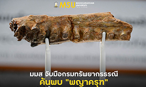 นักวิจัย มมส ค้นพบ "พญาครุฑ" สัตว์เลื้อยคลานบินได้ตัวแรกของไทย