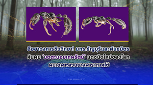 ฮือฮาวงการชีววิทยา มทร.ธัญบุรีและพันธมิตร ค้นพบ &lsquo;มดตะนอยเทพรัตน์&rsquo;มดชนิดใหม่ของโลก พบเฉพาะสวนยางพาราภาคใต้